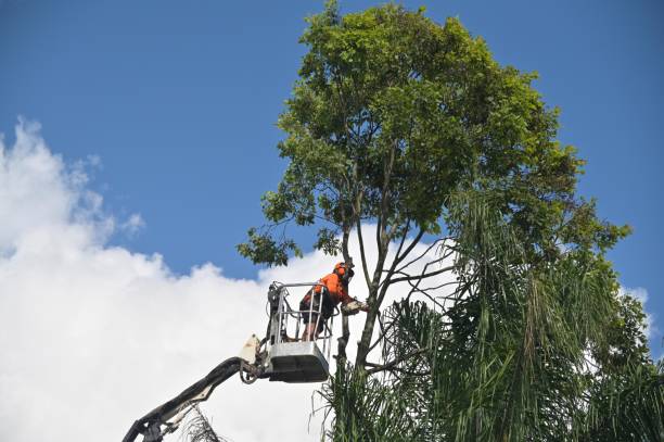 How Our Tree Care Process Works  in  Orient, NY